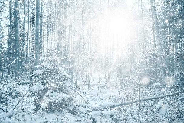 blizzard in the forest background, abstract blurred background snowflakes falling in the winter forest on the landscape - Foto, Imagen
