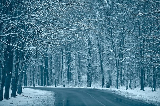 landscape winter forest gloomy, seasonal landscape snow in forest nature - Photo, Image