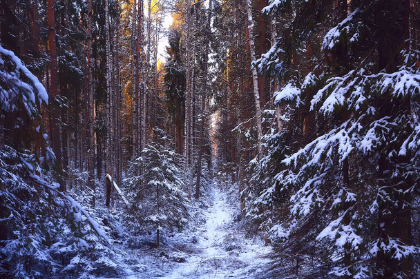 landscape snowfall in the forest, forest covered with snow, panoramic view trees in the snow weather - Foto, Bild