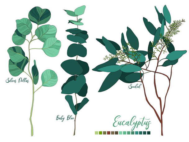 Set van eucalyptusbladeren, verzameling. - Foto, afbeelding