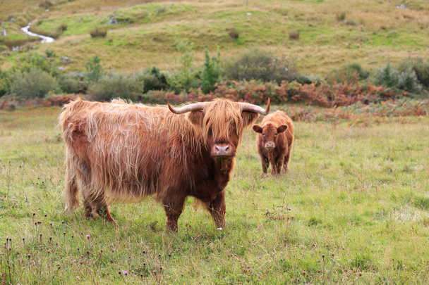 Highland корів
 - Фото, зображення