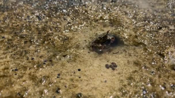 Krab grzeszy piaskiem pod wodą - Materiał filmowy, wideo