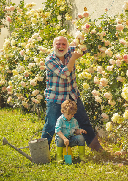 Flower rose care and watering. Grandfather with grandson gardening together. Cute little boy watering flowers in the summer garden. Grandson and grandfather spend time in the orchard. - Photo, Image