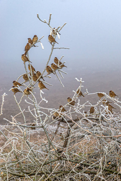 Pequeños pájaros Gorrión sentado encorvado en invierno Parque en las ramas
  - Foto, imagen