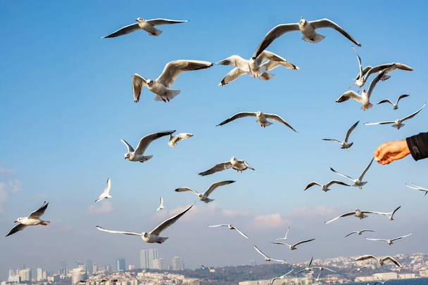 Seagulls flying in sky in Istanbul of Turkey - Photo, Image