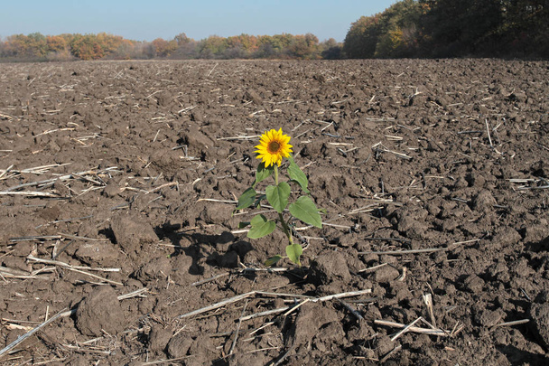 Een zonnebloem bloem op een geoogst veld - Foto, afbeelding