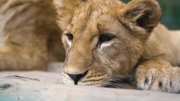 the wild lioness only squirmed. macro - Footage, Video