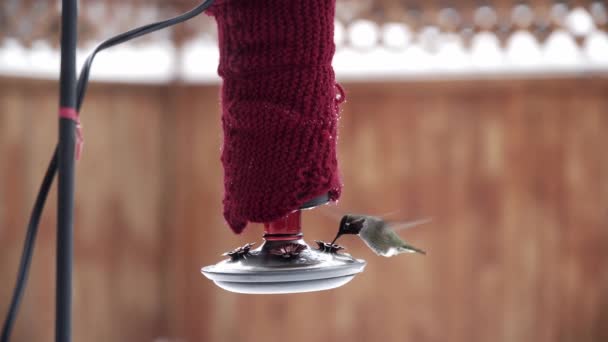 Male Annas Hummingbird feeding from red backyard feeder in wintertime - 映像、動画