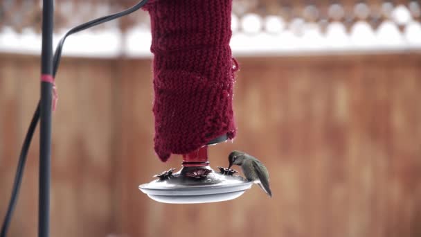 Weibchen Annas Kolibri ernährt sich im Winter von rotem Hinterhoffutterautomaten - Filmmaterial, Video