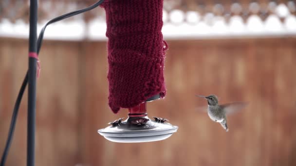 vrouwelijke Annas kolibrie voeden van rode achtertuin feeder in de winter - Video