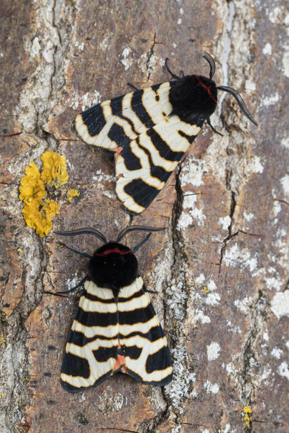 Δύο αρσενικά του Tiger Moth, Arctia festiva, σκαρφαλωμένα στο φλοιό ενός δέντρου - Φωτογραφία, εικόνα