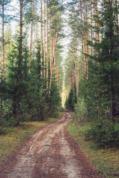 Forest path in spring, wild forest belt, European spruce and pine forest - Zdjęcie, obraz