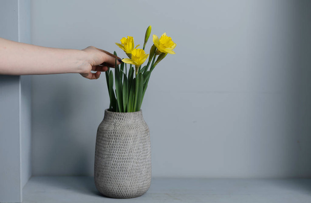 bouquet Yellow narcissus flowers in a vase Isolated on gray background and space for your text - Fotoğraf, Görsel