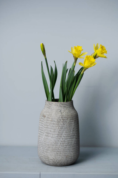 bouquet Yellow narcissus flowers in a vase Isolated on gray background and space for your text - Photo, image