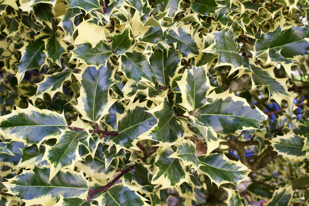 Texture background of variegated holly leaf foliage in full sunlight - Photo, Image