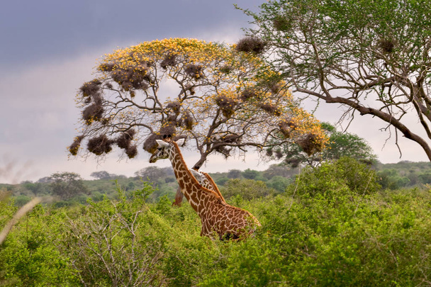 Giraffes in the Tsavo East, Tsavo West and Amboseli National Park in Kenya  - Photo, Image