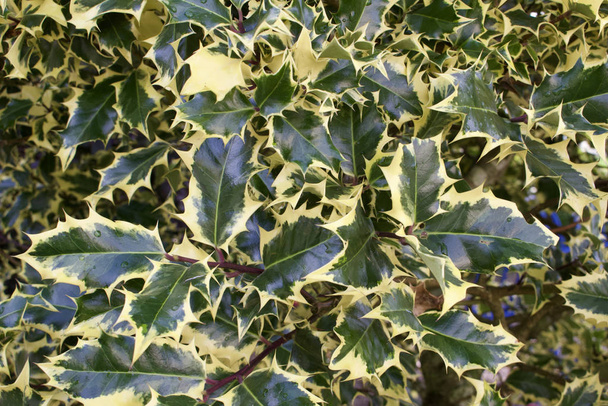 Textura de fondo de follaje abigarrado de hojas de acebo a plena luz solar
 - Foto, Imagen