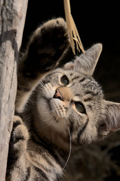 Indrukwekkende tabby kat scherpt zijn klauwen met een houten plank klaar om te jagen en te doden muizen op de boerderij om de boerderij schoon van ongedierte, ratten en muizen te houden - Foto, afbeelding