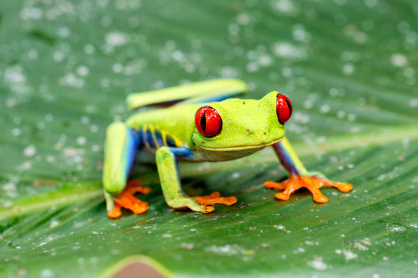 Красноглазая древесная лягушка между листьями зеленого растения в Национальном парке Тортугеро в Коста-Рике
 - Фото, изображение