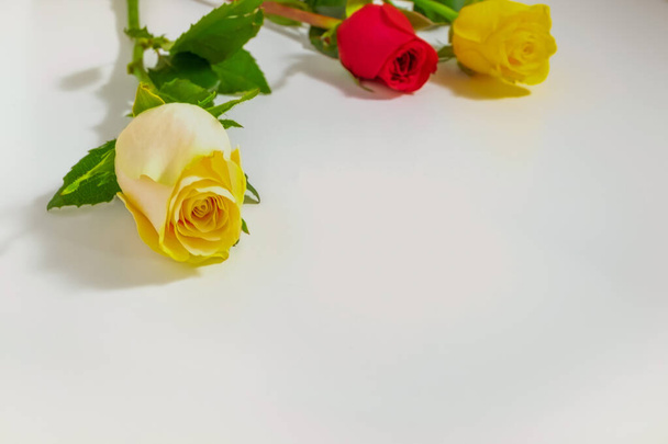 Три красивые нежные розы, приготовленные к поздравлениям, лежат на белой поверхности
. - Фото, изображение