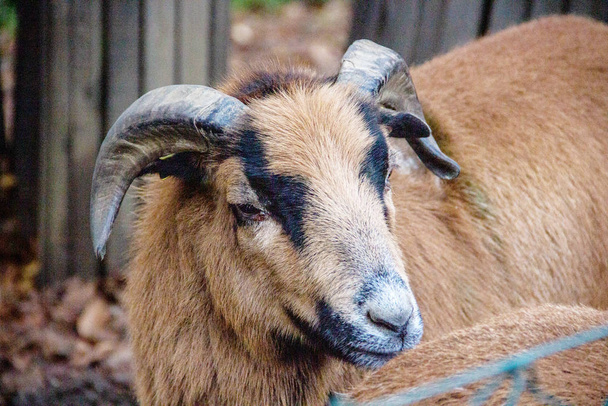 θέα από αρσενικό πρόβατο καμηλοπάρδαλης, Κριός - Φωτογραφία, εικόνα
