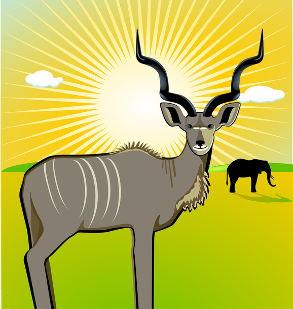 Mies Kudu
 - Vektori, kuva