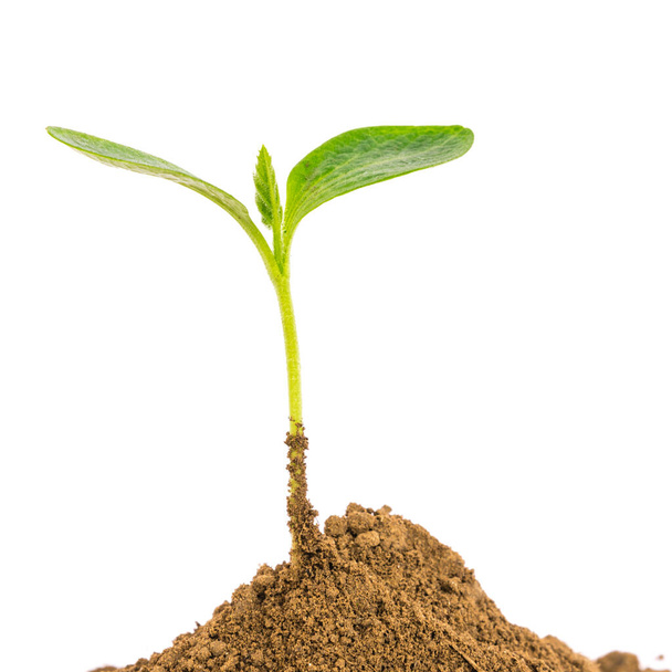 Студійний знімок крупним планом зеленого саджанця, що росте на купі органічного грунту ізольовано на білому
 - Фото, зображення