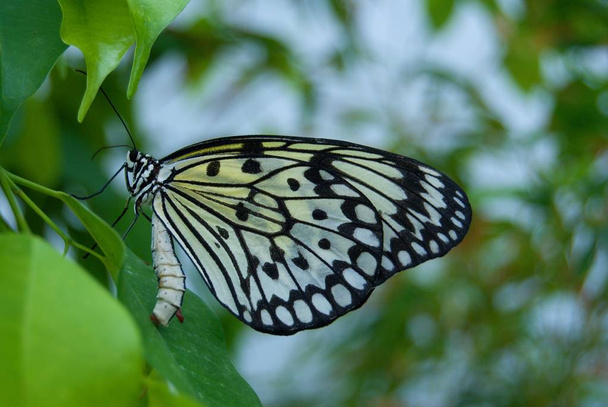 Ötlet leukonoe, sárga fekete pillangó zöld levél - Fotó, kép