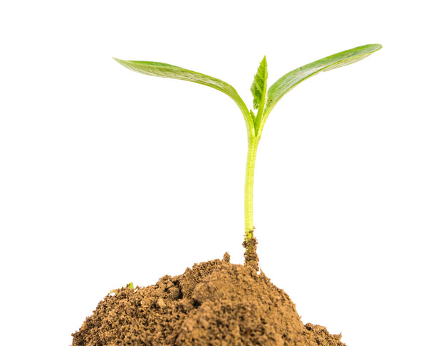 Студійний знімок крупним планом зеленого саджанця, що росте на купі органічного грунту ізольовано на білому
 - Фото, зображення