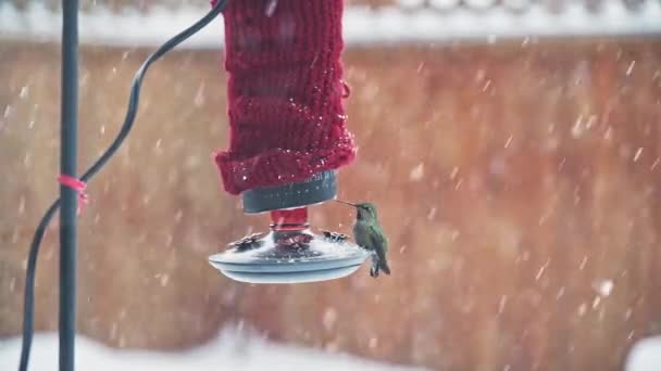 Female Annas Hummingbird feeding from red backyard feeder during snowfall - Video, Çekim