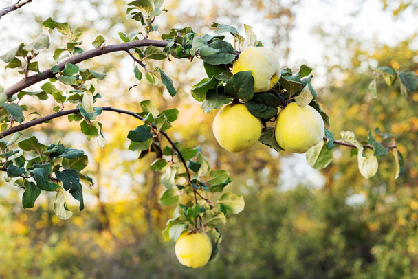 Fresh ripe juicy quince fruit hang on a tree branch in the orchard. Organic quinces in natural environment for food or juice. Crop of quince in garden. Stock photo. Autumn harvest at sunset. - Photo, Image