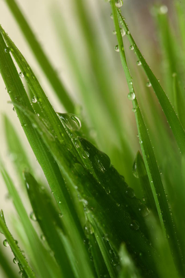 close up de grama verde com gotas de água - Foto, Imagem