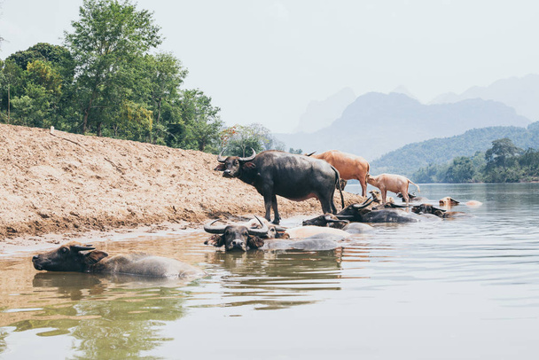 Herd of water buffalo standing at the waterfront near Nong Khiaw village, Laos - Photo, Image