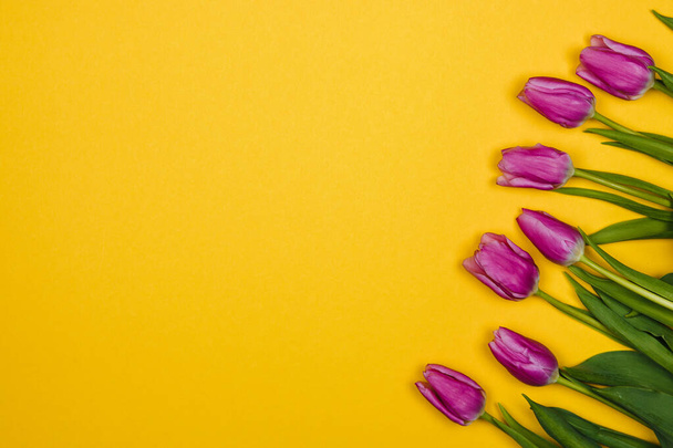 Pink, purple tulips from side on yellow background - Foto, Imagen