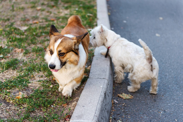 West Highland White Terrier i walijskie psy Corgi Pembroke na spacerze po parku. - Zdjęcie, obraz