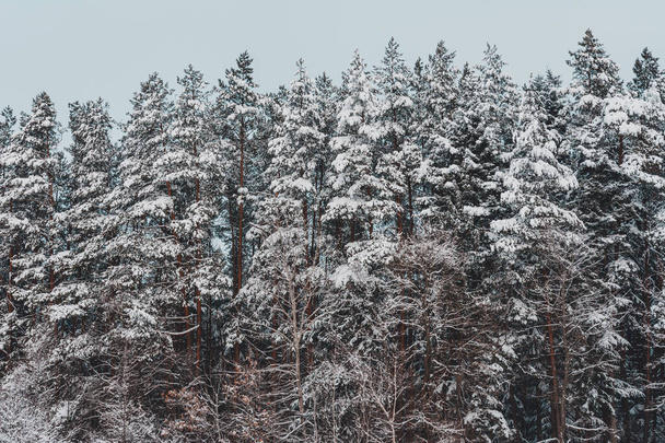 Snow-covered beautiful fir trees of the Ukrainian Carpathians. - Foto, Imagen