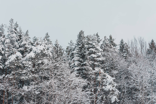 Snow-covered beautiful fir trees of the Ukrainian Carpathians. - Фото, изображение