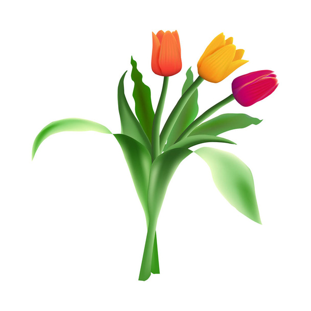 Three realistic vector beautiful tulips isolated on white background. - Vector, afbeelding