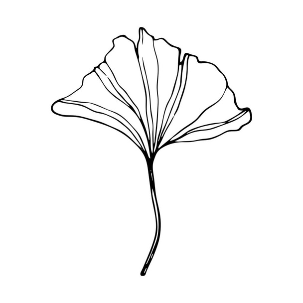 Hand drawn Ginkgo biloba leave. Vector outline ginkgo leaf. Floral exotic leave illustration for your design for cosmetics packaging and other products. - Vector, imagen