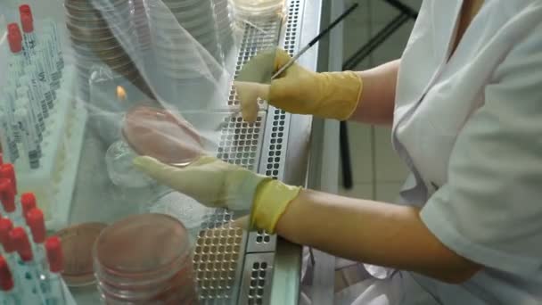 Υγειονομική και ανθρώπινη ανάλυση. Σύγχρονη κλινική με εργαστήριο. ειδικός στον έλεγχο γενετικά τροποποιημένων οργανισμών σε τρυβλίο Petri, ερευνητής βιολογίας που εργάζεται με δείγμα σπόρων με φύτρο, μικροβιολογία - Πλάνα, βίντεο