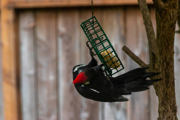 pica-pau de cabeça vermelha comendo semente de pássaro fora do alimentador
 - Foto, Imagem