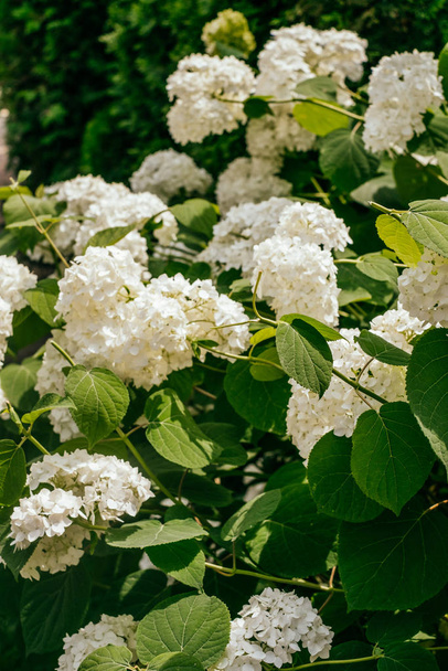 Flor de hortênsia branca
 - Foto, Imagem