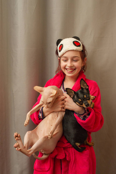 Чихуахуа и канадский сфинкс. Дерзкая кошка и храбрая собака. Девушка на руках со сфинксом и чихуахуа
 - Фото, изображение