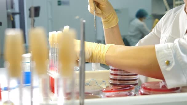 Vědec používající Petriho misku, zblízka. Petriho miska je naplněna vrstvou živin. Laboratorní asistent v Petriho misce pěstuje kolonie mikroorganismů. Výsev kultury mikroorganismů - Záběry, video
