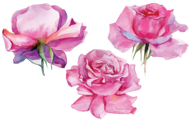 Set of pink roses Watercolor Illustration Isolated - 写真・画像