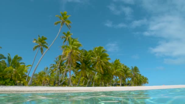 ÁNGULO BAJO: Una palmera torcida se eleva sobre otras palmeras que cubren la isla de arena
. - Metraje, vídeo