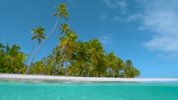 Slow Motion: Lange palmbomen bedekken ongerept wit zandstrand op One Foot Island - Video