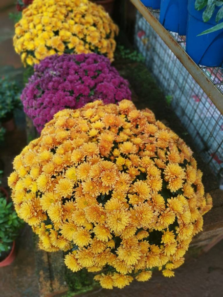 różnorodność kolorowe chryzantemy kwiaty płatków - Zdjęcie, obraz