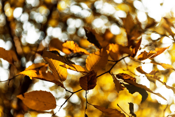 Golden Tree Leaves Hanging From Branch - Φωτογραφία, εικόνα