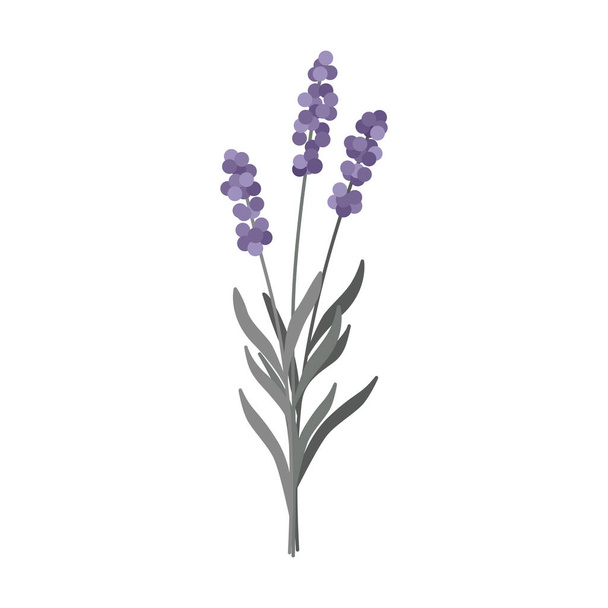 Lavender flowers bunch in pastel colors isolated on a white background. Trendy simple and minimalist style. Vector. - Vecteur, image